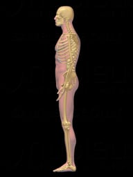 Lateral Male Skeleton (Skeletal System) - 3D