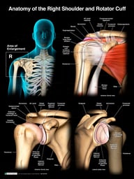 Anatomy of the Shoulder and Rotator Cuff
