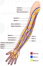 Anatomy of the Arm - Nerves, Arteries and Veins