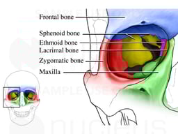 Bones of the Orbit