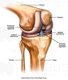 Knee Anatomy