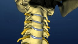 Neck Movement - Lateral Flexion