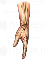 Hand with Bones, Lateral View