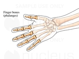 Finger Bones