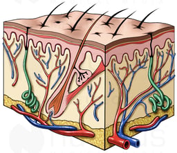 Cut-away of the Skin