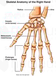 Hand Skeletal Anatomy