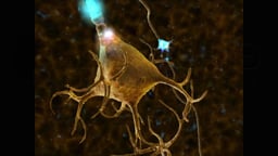 Anatomy of a Neuron (Nerve Cell)
