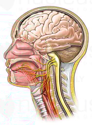 Innervation (Nerve Supply) of the Tongue
