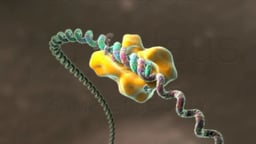 AIDS: HIV Virus Infecting White Blood Cell