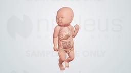 Infant Male Anatomy with Visible Thoracic and Abdominal Organs