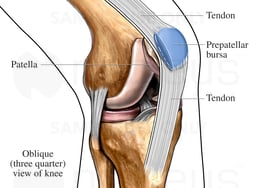 Bursa and Tendons of the Knee