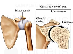 Ligaments of the Shoulder Joint