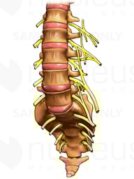 Lumbar Spine and Sacrum with Nerves, Anterior View