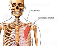 Superficial Muscles of the Shoulder Girdle: Anterior