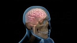 Anterolateral View of the Brain within the Skull