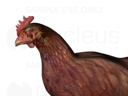 Hen