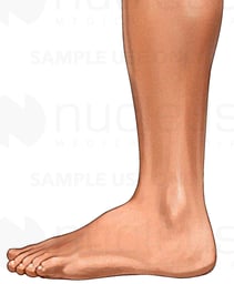 Foot and Lower Leg, Lateral View