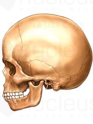Child Skull, Lateral View