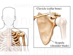 Scapula