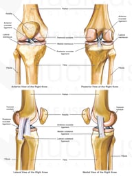 Anatomy of the Knee