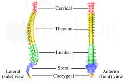Spine Anatomy