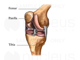 Normal Knee- oblique view