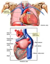 Anatomy of Posterior Heart