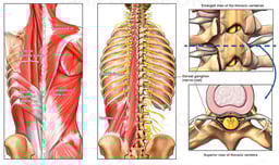 Anatomy of the Thoracic Spine