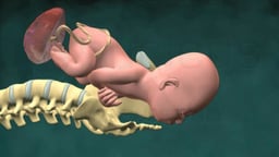 Labor and Delivery: Vaginal Birth (No Uterus)
