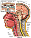 Normal Anatomy of the Brain, Spinal Cord and the Meninges