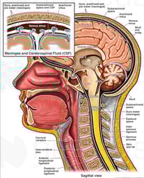 Normal Anatomy of the Brain, Spinal Cord and the Meninges