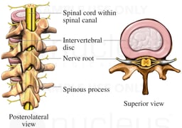 Anatomy of the Lumbar Vertebral Column