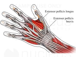 Extensor Tendons of the Thumb: Posterior (Back) View