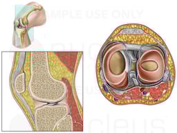 Anatomy of the Knee Joint