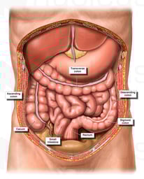 Anatomy of the Colon