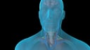 Head and Upper Thorax: Vascular, Nervous, and Respiratory Systems