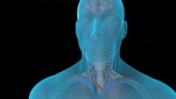 Head and Upper Thorax: Vascular, Nervous, and Respiratory Systems