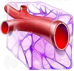 Blood Vessel
