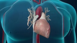 Anterior View of the Heart and Major Thoracic Vessels