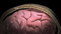 The Brain within a Cross-Section of the Skull