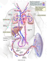 Fetal Circulation