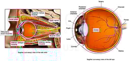 Normal Anatomy of the Orbit and Eye
