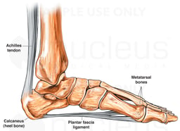 Plantar Fascia Ligament