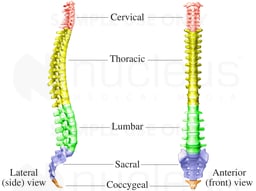 The Spine