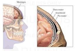 The Meninges of the Brain