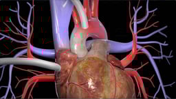 What Blood Vessels are Commonly Used as a Graft for a Heart Bypass?