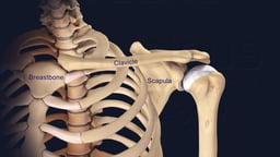 Bony Articulations of the Clavicle