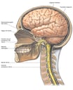 Anatomy of the Brain and Cranial Nerves