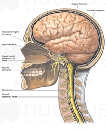 Anatomy of the Brain and Cranial Nerves
