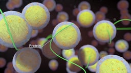 Creation of Lipoprotein Molecule